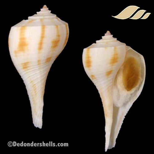 Fulguropsis pyruloides 1