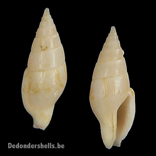 Mitrella vosvictori 4