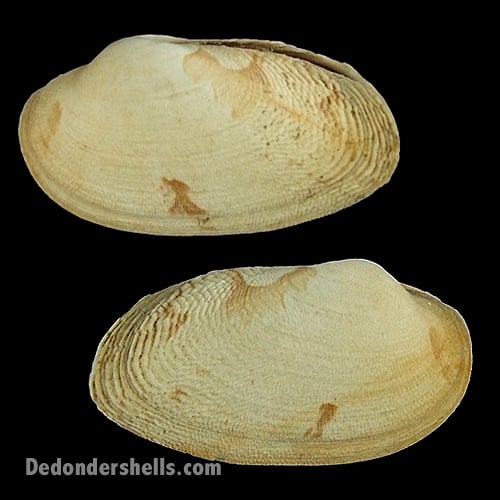 Venerupis corrugata 5