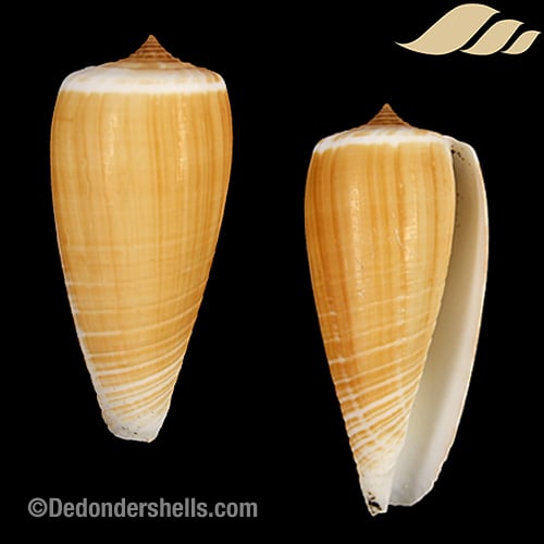 Conus radiatus 3