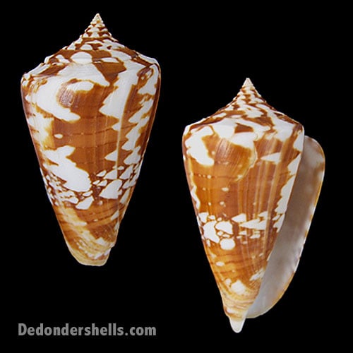 Conus amadis castaneofasciatus 2