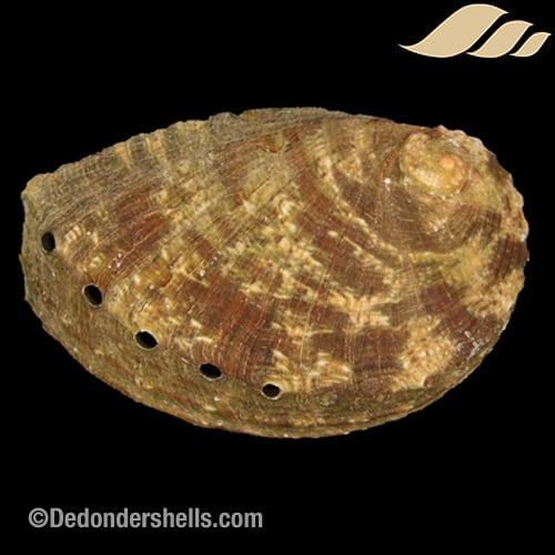 Haliotis mykonosensis 4