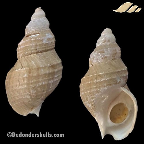 Buccinum nipponense 1