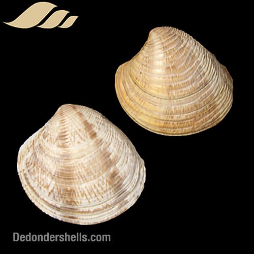 Chamelea striatula 12