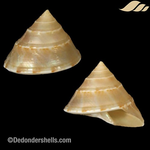 Calliostoma formosense 4