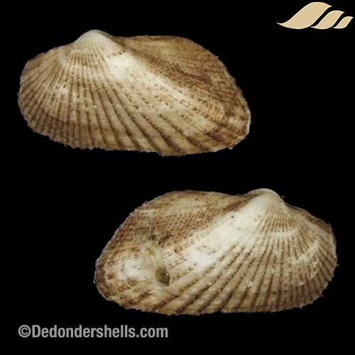 Stenocista gambiensis 8