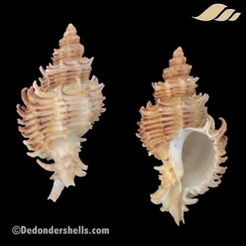 Murexsul octogonus 1