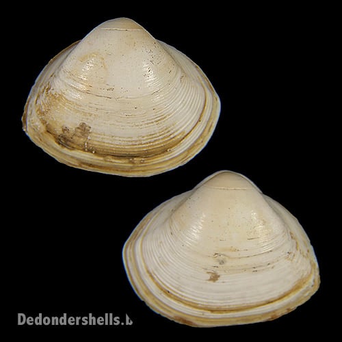 Spisula subtruncata 2