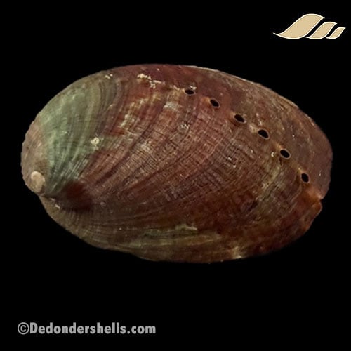 Haliotis diversicolor 13