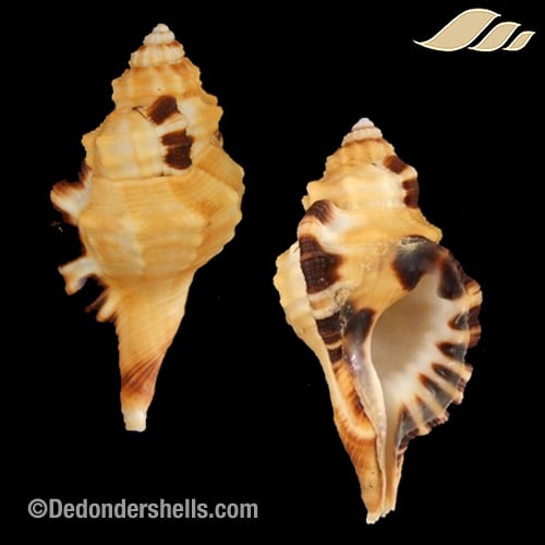 Lotoria grandimaculata 4