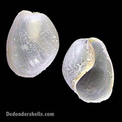 Haminoea orbignyana 3