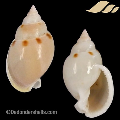 Semicassis glabrata 10