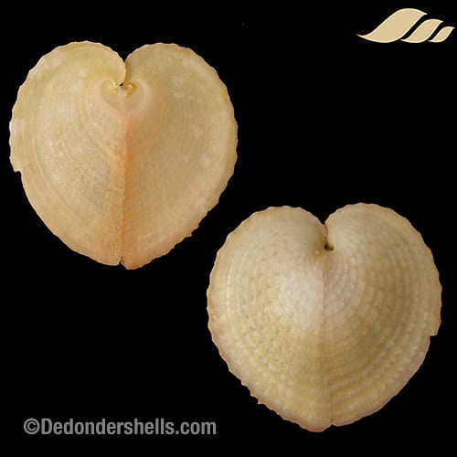 Corculum monstrosum 7