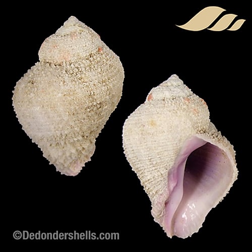 Coralliophila radula 4