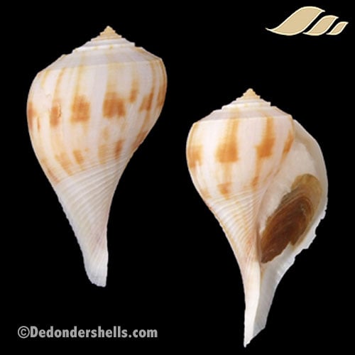 Fulguropsis pyruloides 9