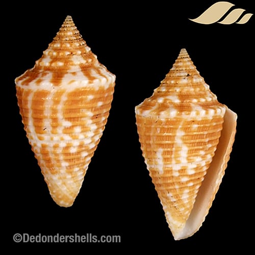 Conus acutangulus 3