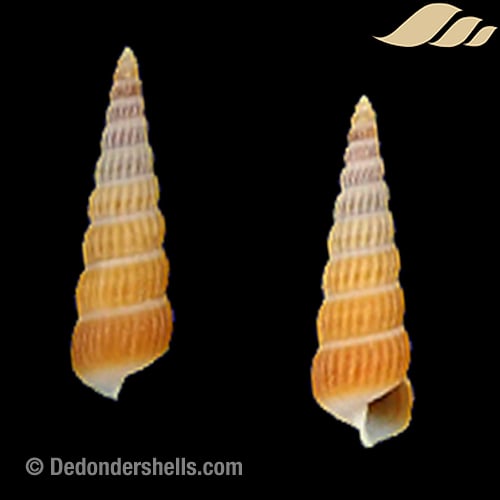 Turbonilla gloriamishimana 1