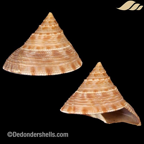 Calliostoma formosense 5