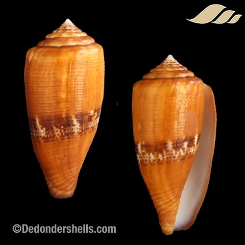 イモガイ貝殻 Darioconus Aulicus Propenudus イモガイ貝殻 Darioconus Aulicus Propenudus