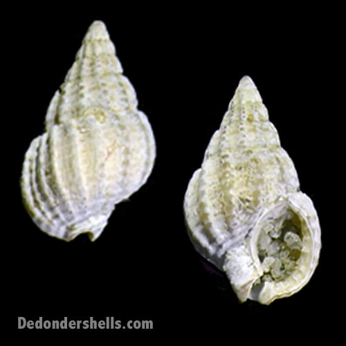 Nassarius goreensis 9