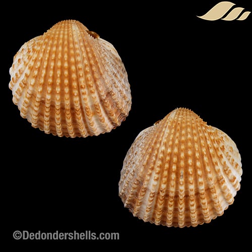 Acanthocardia tuberculata 11