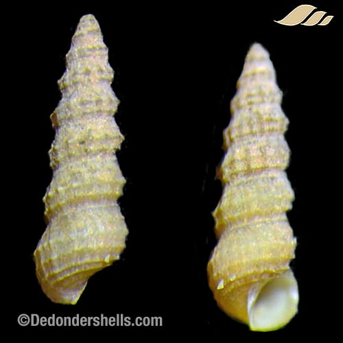 Cerithidium diplax 6