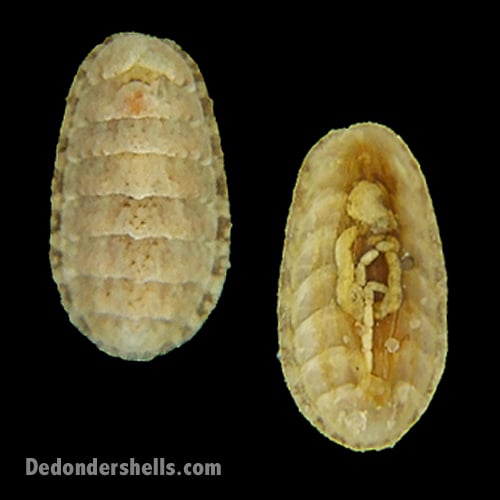 Lepidochitona cinerea 5