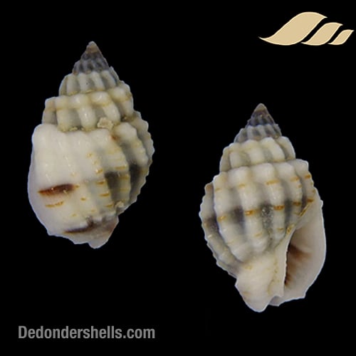 Nassarius crenoliratus 1
