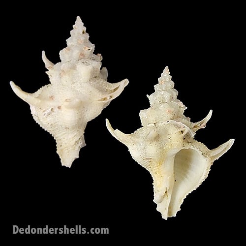 Babelomurex armatus 3