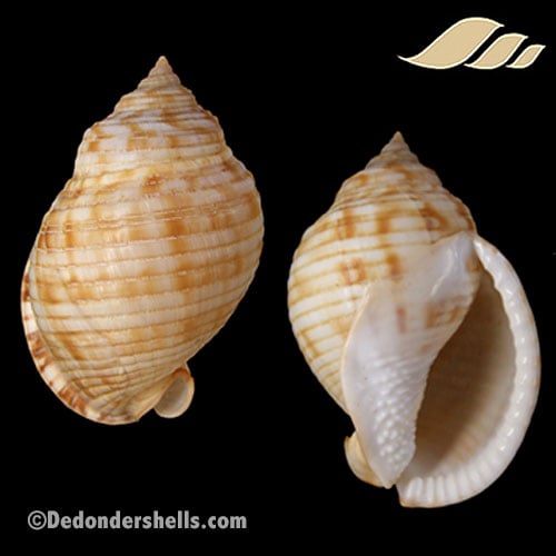 Semicassis undulatum 2