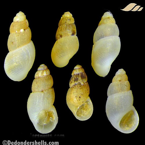Onoba semicostata 9