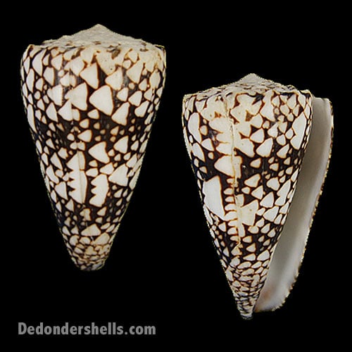 Conus bandanus 1
