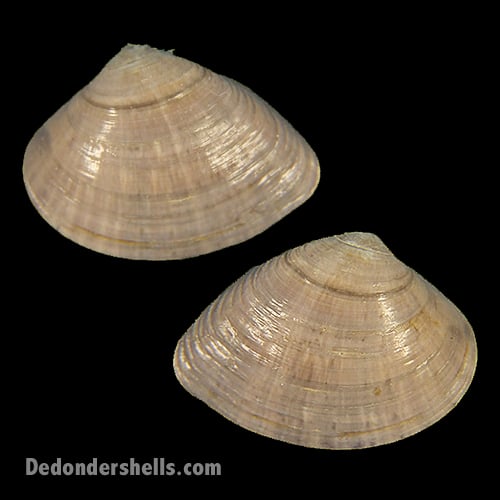 Lepidocardia floridella 13