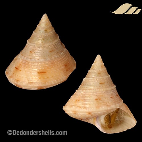 Calliostoma granulatum 3