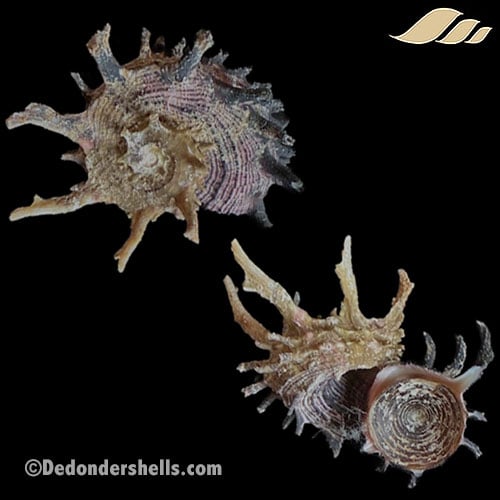 Angaria melanacantha 1