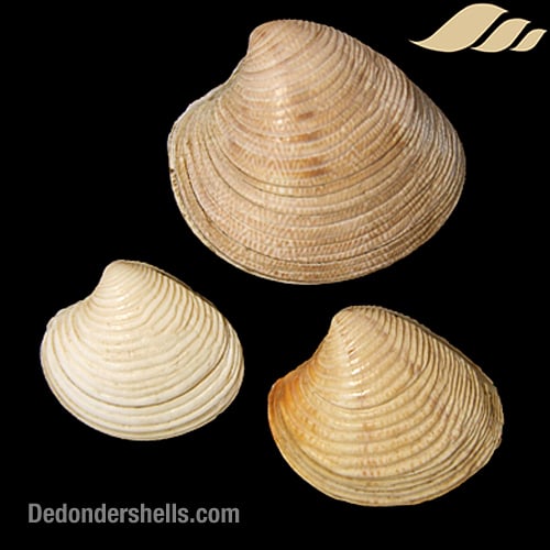 Chamelea striatula 5