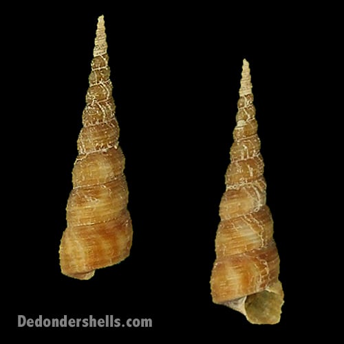 Turritella communis 1