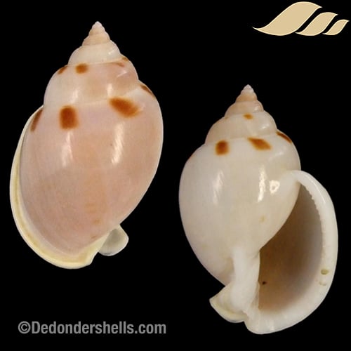 Semicassis glabrata 7