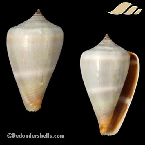 Conus messiasi 1