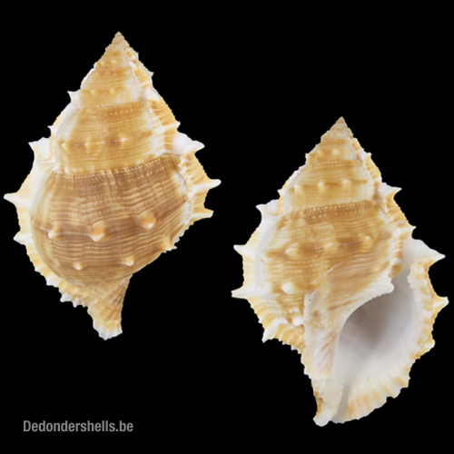 Bufonaria perelegans 6