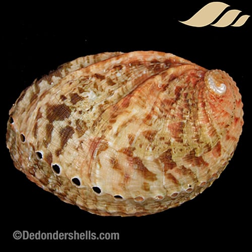 Haliotis tuberculata 41