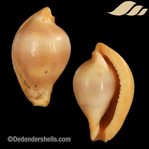 Margovula pyriformis 1