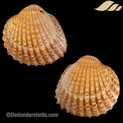 Acanthocardia tuberculata 10