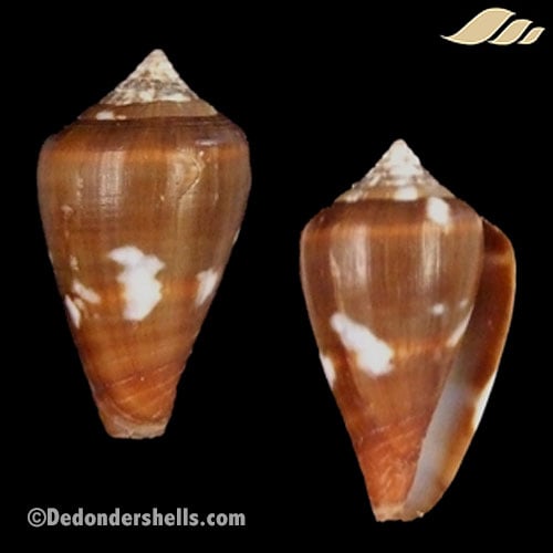 Conus fantasmalis 1