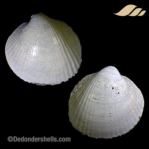 Parvicardium minimum 8