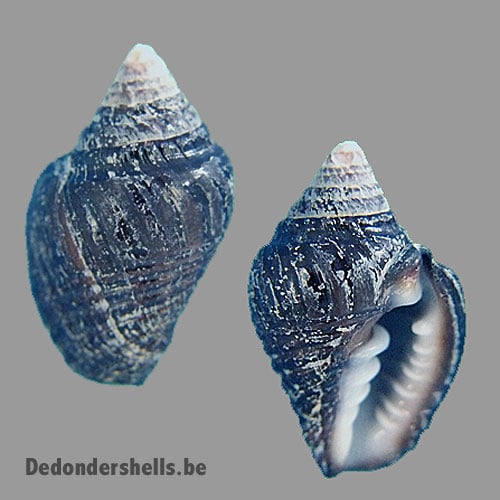 Zierliana ziervogelii 8