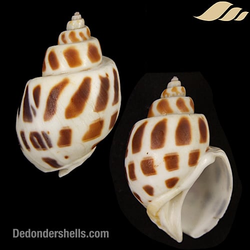 Babylonia areolata 4