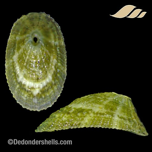 Diodora philippiana 5