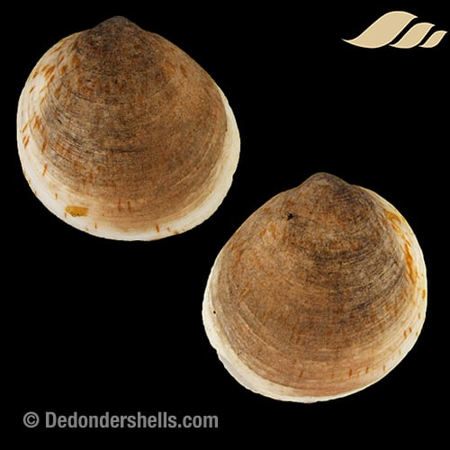 Glycymeris glycymeris 1