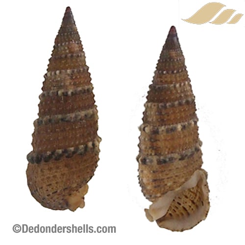 Rhinoclavis sinensis 7